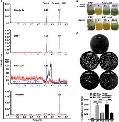 Quorum Sensing N-acyl Homoserine Lactones-SdiA Suppresses Escherichia coli-Pseudomonas aeruginosa Conjugation through Inhibiting traI Expression